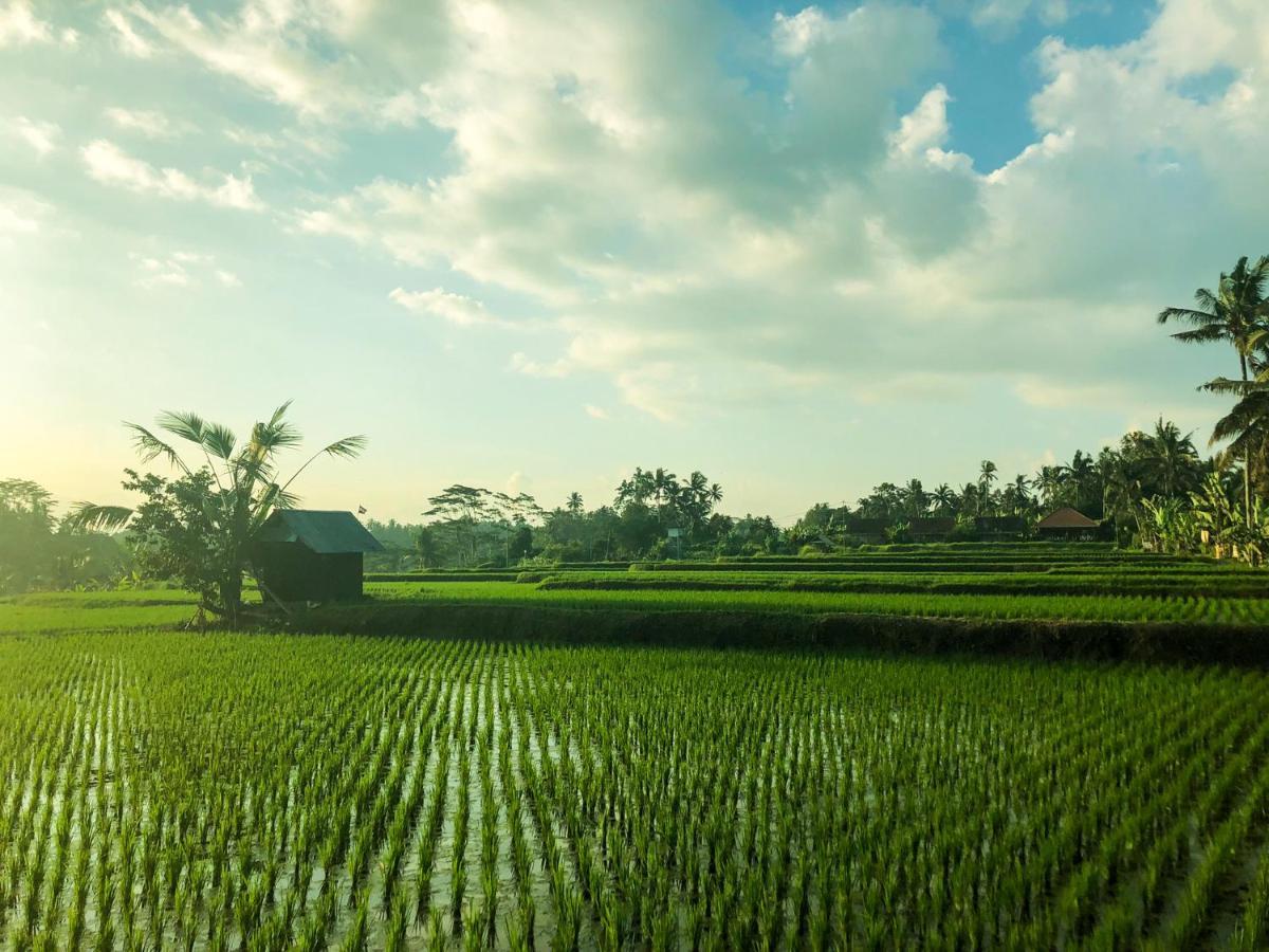 Rayshiva Homestay Ubud Exterior foto